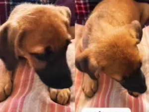 Cachorro raça SRD-ViraLata idade 2 a 6 meses nome Doação urgente 6 bebês lindinhos idênticos 