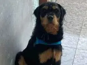 Cachorro raça SRD-ViraLata idade 7 a 11 meses nome Timão 