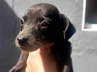 Cachorro raça SRD-ViraLata idade 2 a 6 meses nome sem nome 