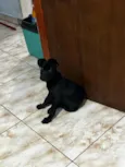 Ravena