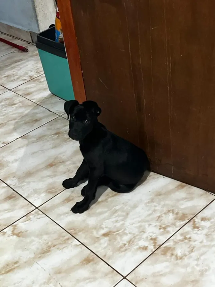 Cachorro raça SRD-ViraLata idade 2 a 6 meses nome Ravena