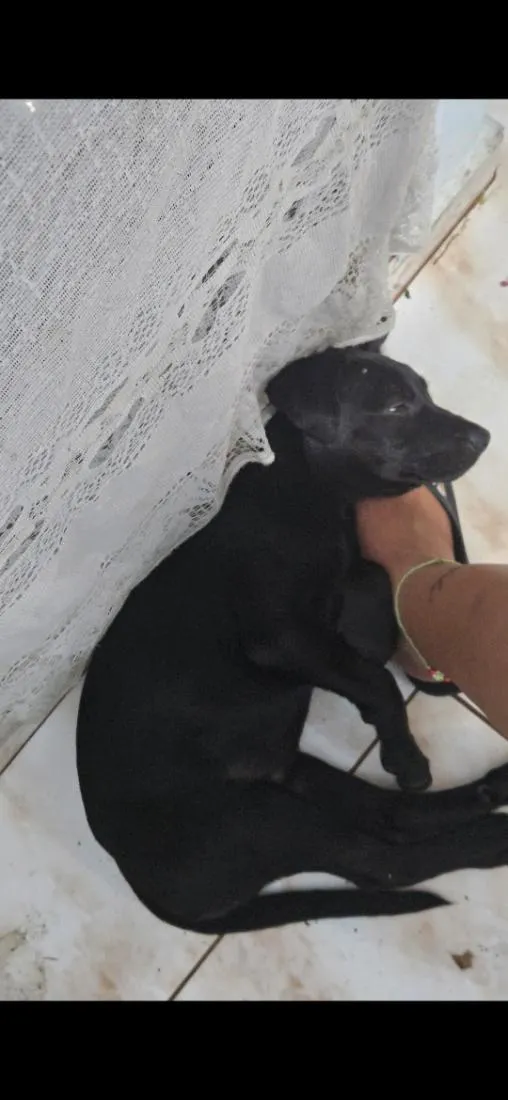 Cachorro raça SRD-ViraLata idade 2 a 6 meses nome Ravena