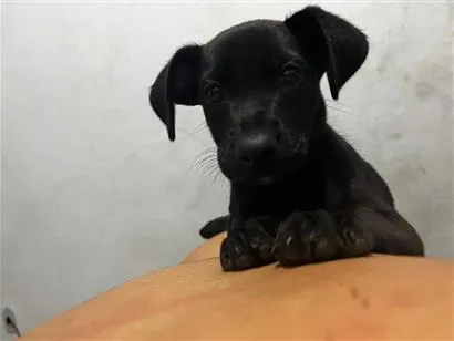 Cachorro raça SRD-ViraLata idade 2 a 6 meses nome Ravena