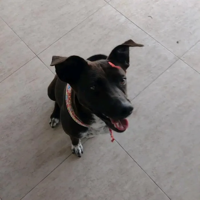Cachorro raça SRD-ViraLata idade 6 ou mais anos nome pepa