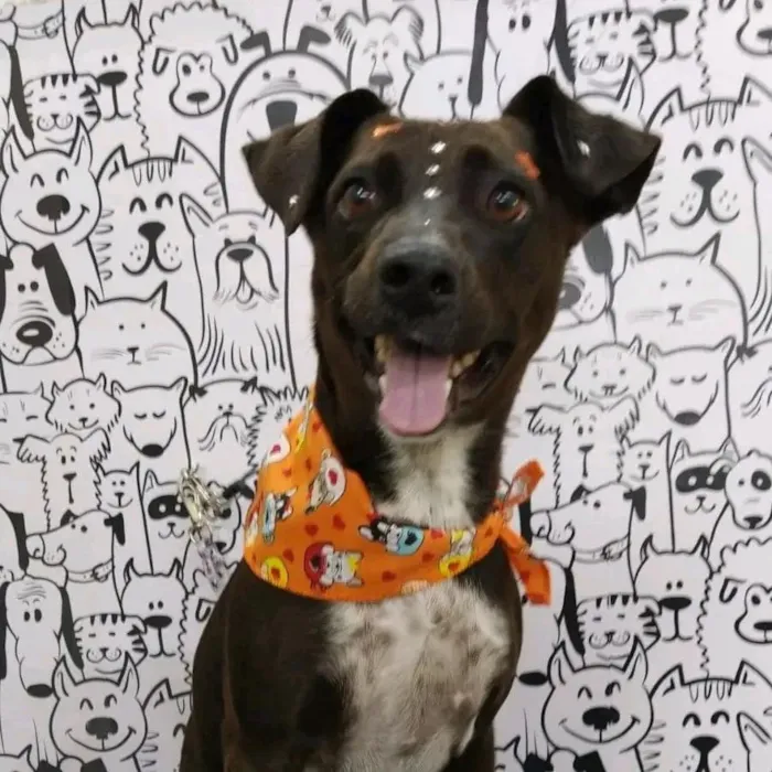 Cachorro raça SRD-ViraLata idade 6 ou mais anos nome pepa