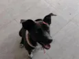 pepa