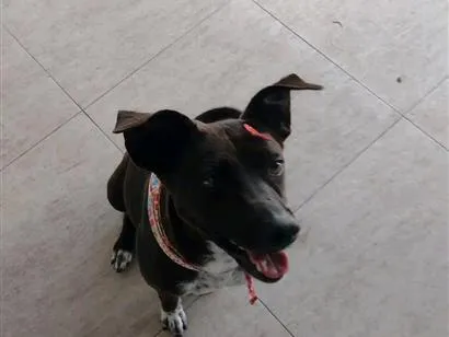 Cachorro raça SRD-ViraLata idade 6 ou mais anos nome pepa
