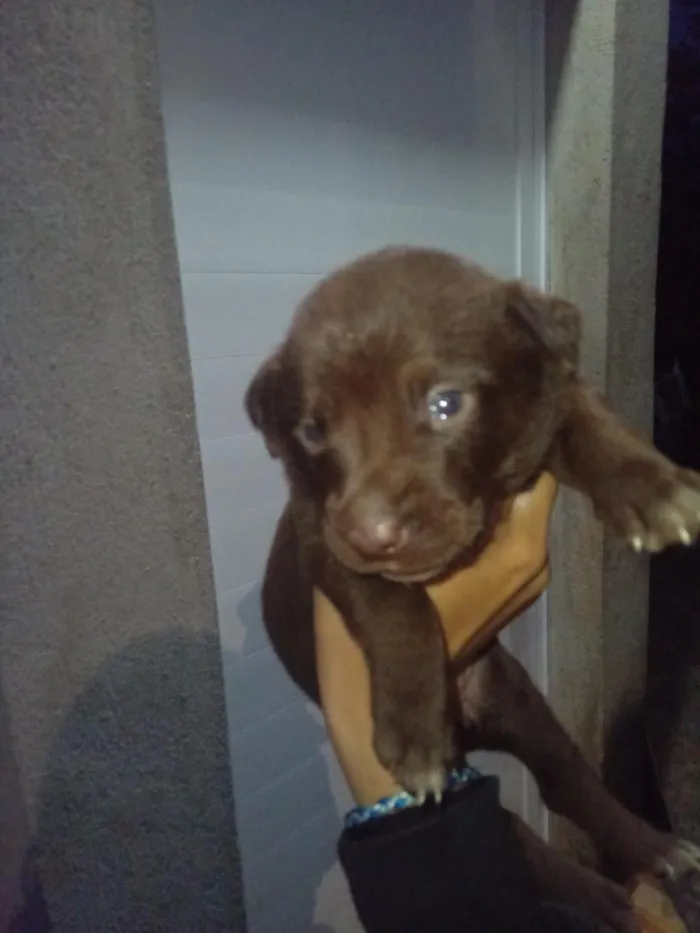 Cachorro raça SRD-ViraLata idade Abaixo de 2 meses nome zendaya e lesi