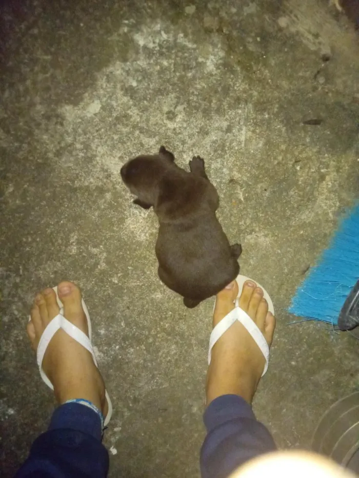 Cachorro raça SRD-ViraLata idade Abaixo de 2 meses nome zendaya e lesi