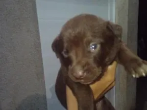 Cachorro raça SRD-ViraLata idade Abaixo de 2 meses nome zendaya e lesi