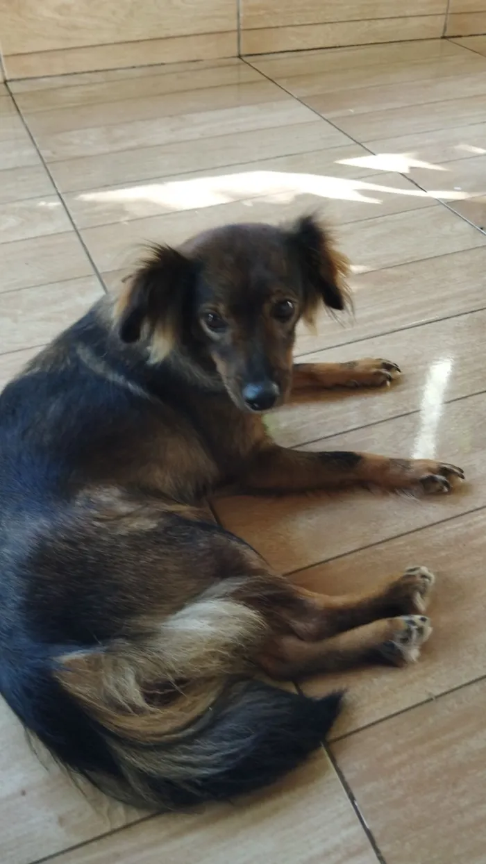 Cachorro raça Yorkshire idade 5 anos nome Mel