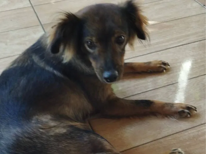 Cachorro raça Yorkshire idade 5 anos nome Mel