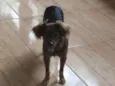Mel