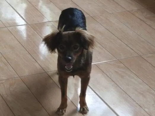 Cachorro raça Yorkshire idade 5 anos nome Mel