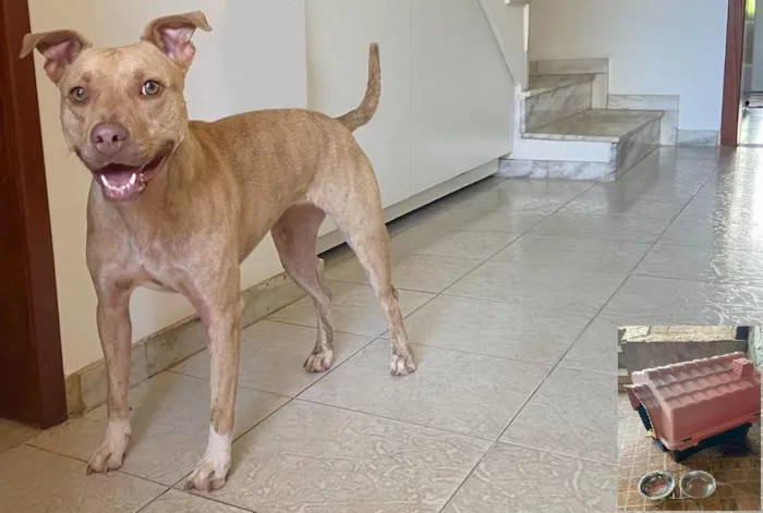 Cachorro raça SRD-ViraLata idade 3 anos nome Luna