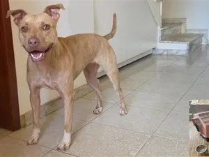 Cachorro raça SRD-ViraLata idade 3 anos nome Luna