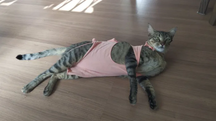 Gato raça SRD-ViraLata idade 3 anos nome Mijona