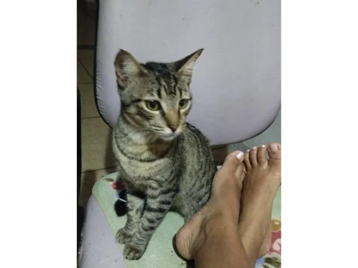 Gato raça SRD-ViraLata idade 3 anos nome Mijona