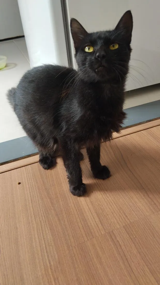 Gato raça Angorá idade 3 anos nome PRETINHA 