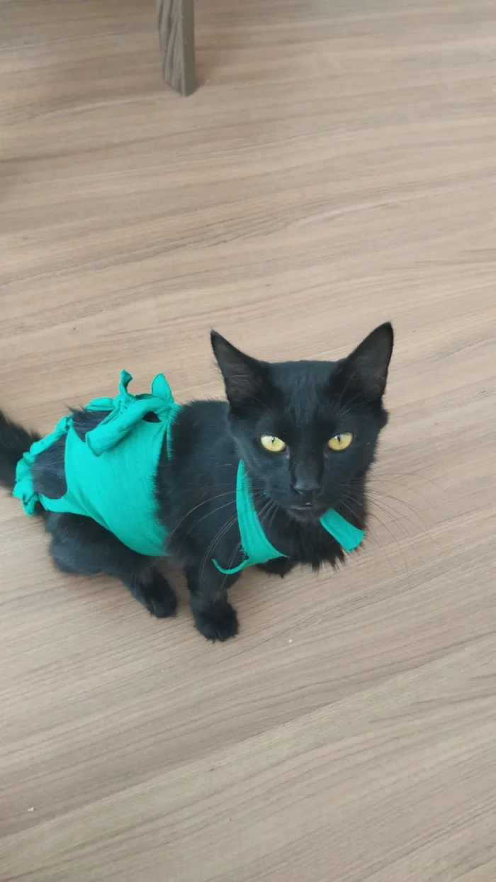 Gato raça Angorá idade 3 anos nome PRETINHA 