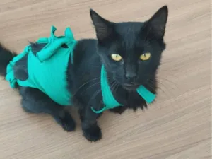 Gato raça Angorá idade 3 anos nome PRETINHA 