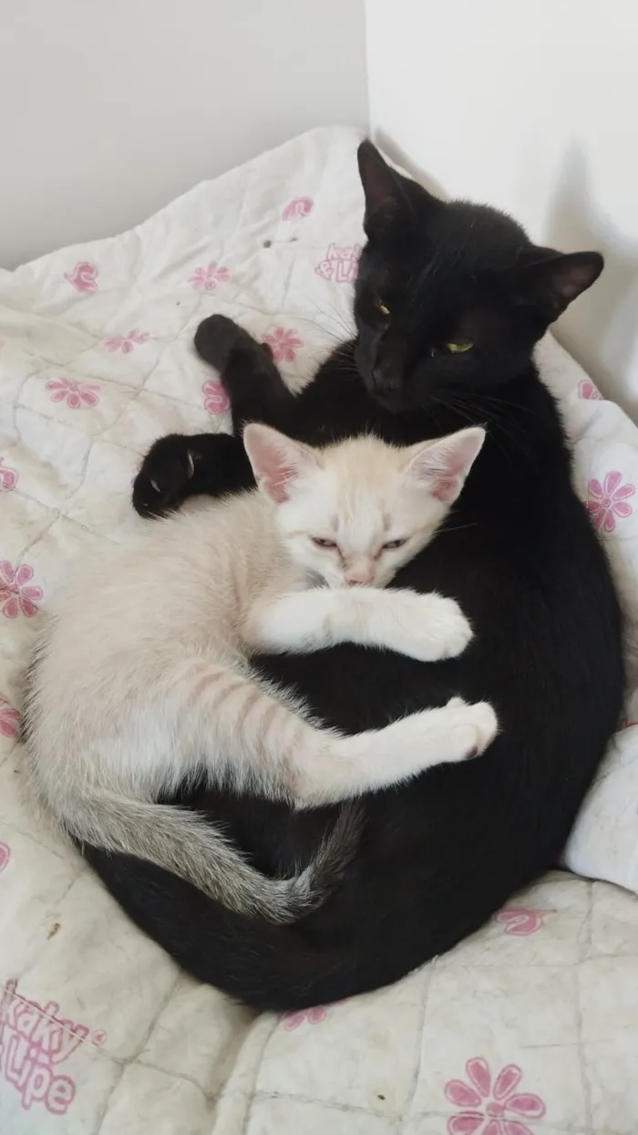 Gato raça SRD-ViraLata idade 2 anos nome URSINHA 