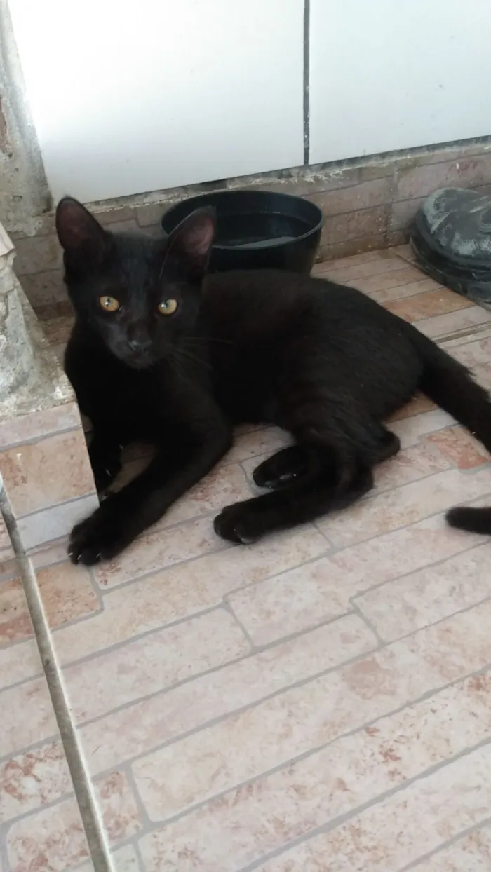 Gato raça SRD-ViraLata idade 2 anos nome URSINHA 