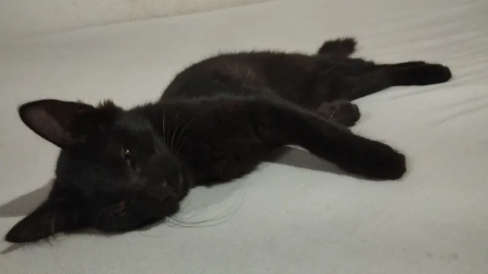 Gato raça SRD-ViraLata idade 2 anos nome URSINHA 