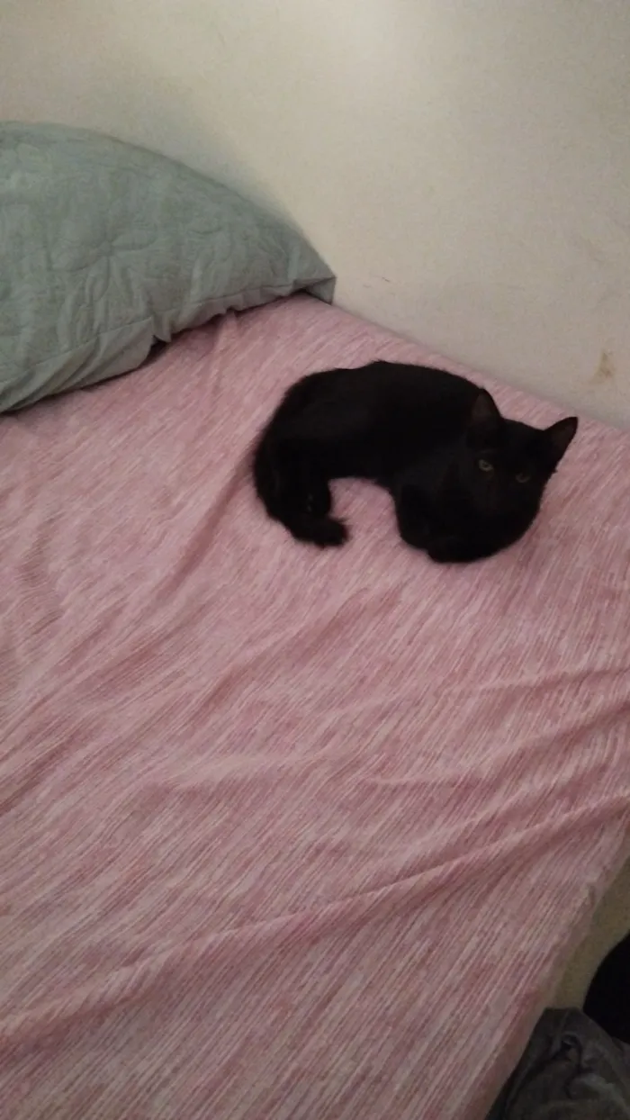 Gato raça SRD-ViraLata idade 2 anos nome URSINHA 