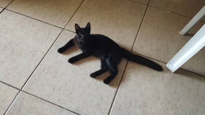 Gato raça SRD-ViraLata idade 2 anos nome URSINHA 