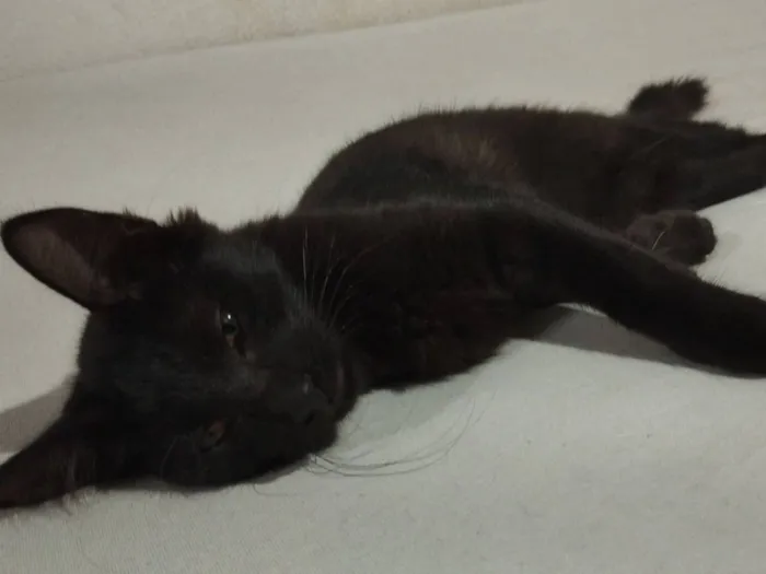 Gato raça SRD-ViraLata idade 2 anos nome URSINHA 