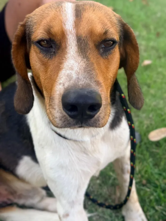 Cachorro raça SRD-ViraLata idade 2 anos nome Bóris Caio