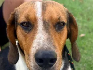 Cachorro raça SRD-ViraLata idade 2 anos nome Bóris Caio