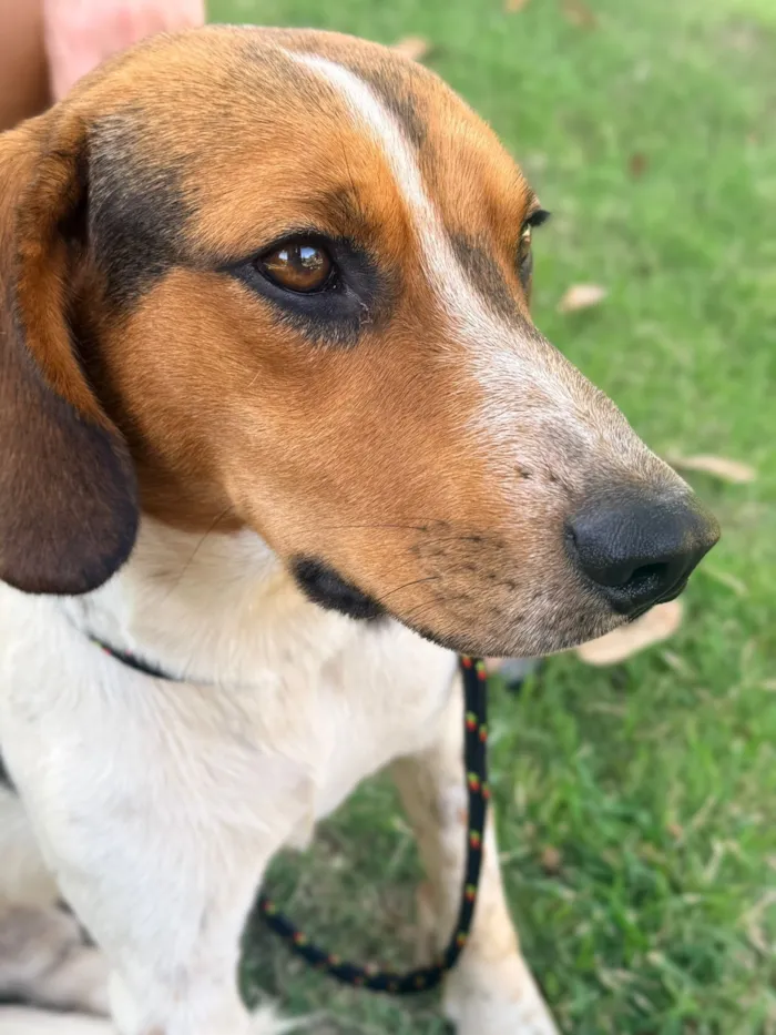 Cachorro raça SRD-ViraLata idade 2 anos nome Bóris Caio