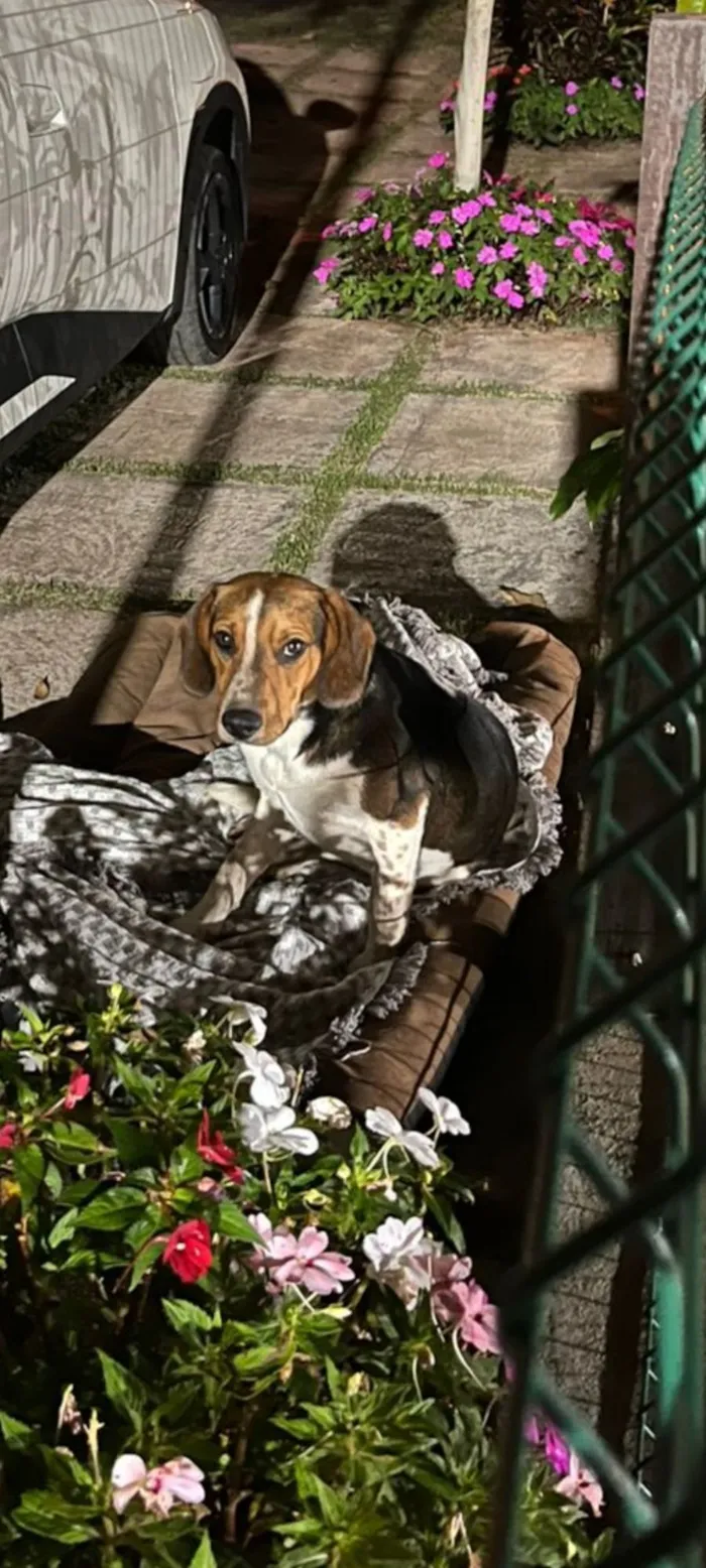 Cachorro raça SRD-ViraLata idade 2 anos nome Bóris Caio