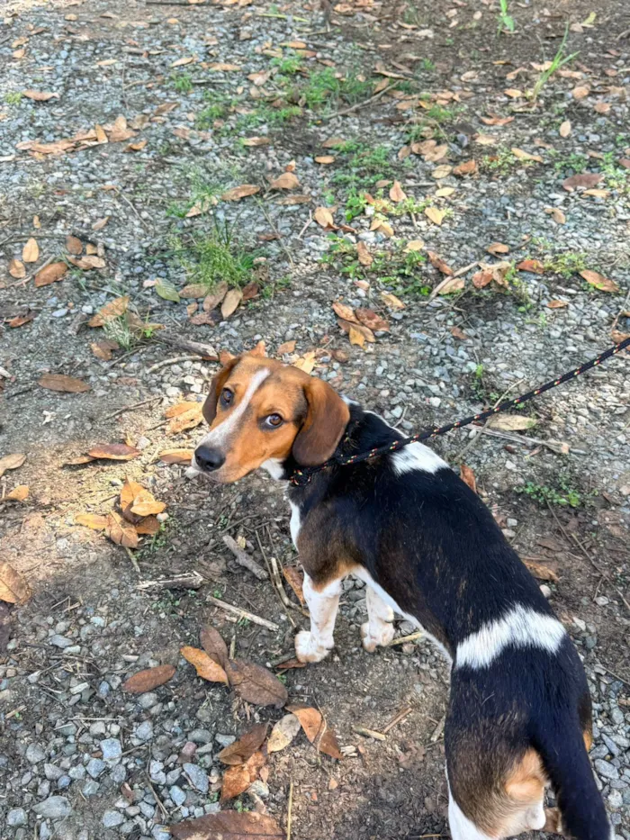 Cachorro raça SRD-ViraLata idade 2 anos nome Bóris Caio