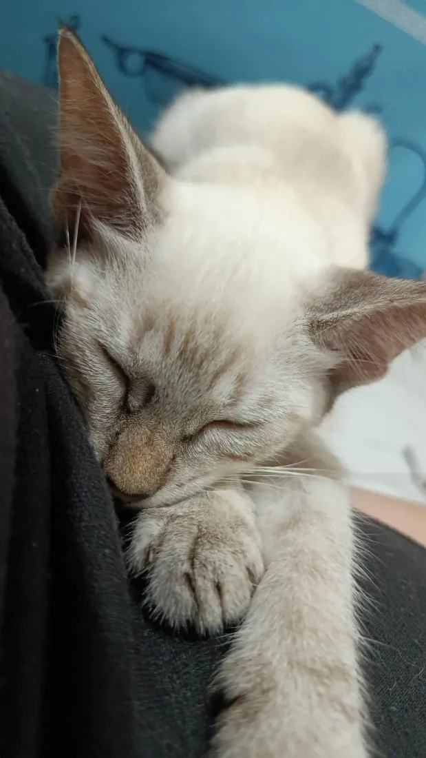 Gato raça SRD-ViraLata idade 2 a 6 meses nome Hope