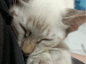 Gato raça SRD-ViraLata idade 2 a 6 meses nome Hope