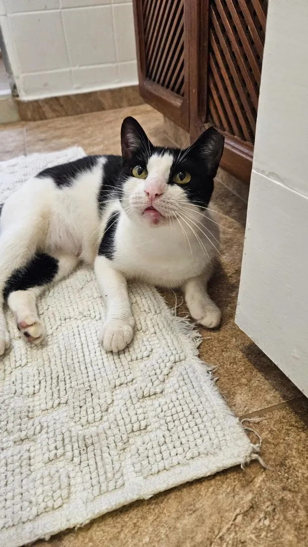 Gato raça SRD-ViraLata idade 7 a 11 meses nome Betina