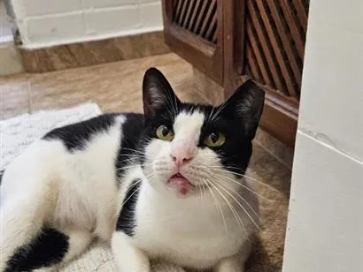 Gato raça SRD-ViraLata idade 7 a 11 meses nome Betina