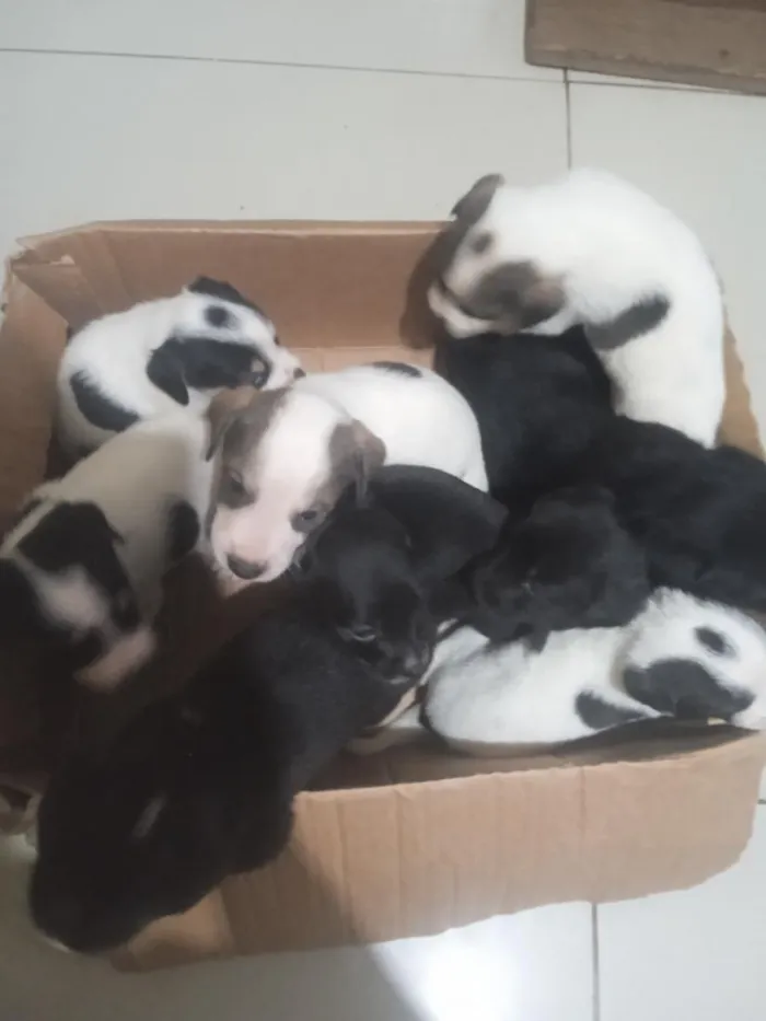 Cachorro raça SRD-ViraLata idade Abaixo de 2 meses nome 9 filhotes de cão