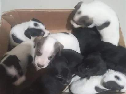 Cachorro raça SRD-ViraLata idade Abaixo de 2 meses nome 9 filhotes de cão