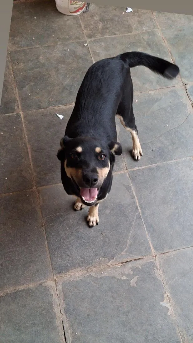 Cachorro raça SRD-ViraLata idade 7 a 11 meses nome Belinha