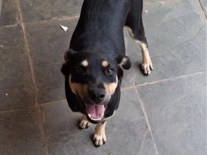 Cachorro raça SRD-ViraLata idade 7 a 11 meses nome Belinha