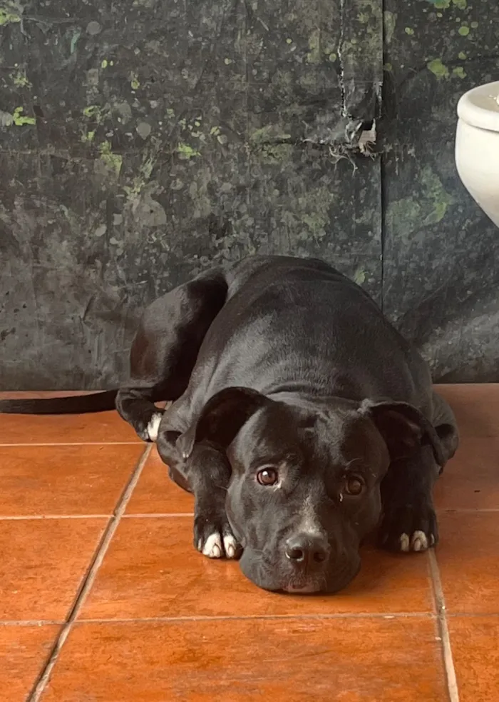 Cachorro raça Pit-Bull idade 4 anos nome Negão (apelido)