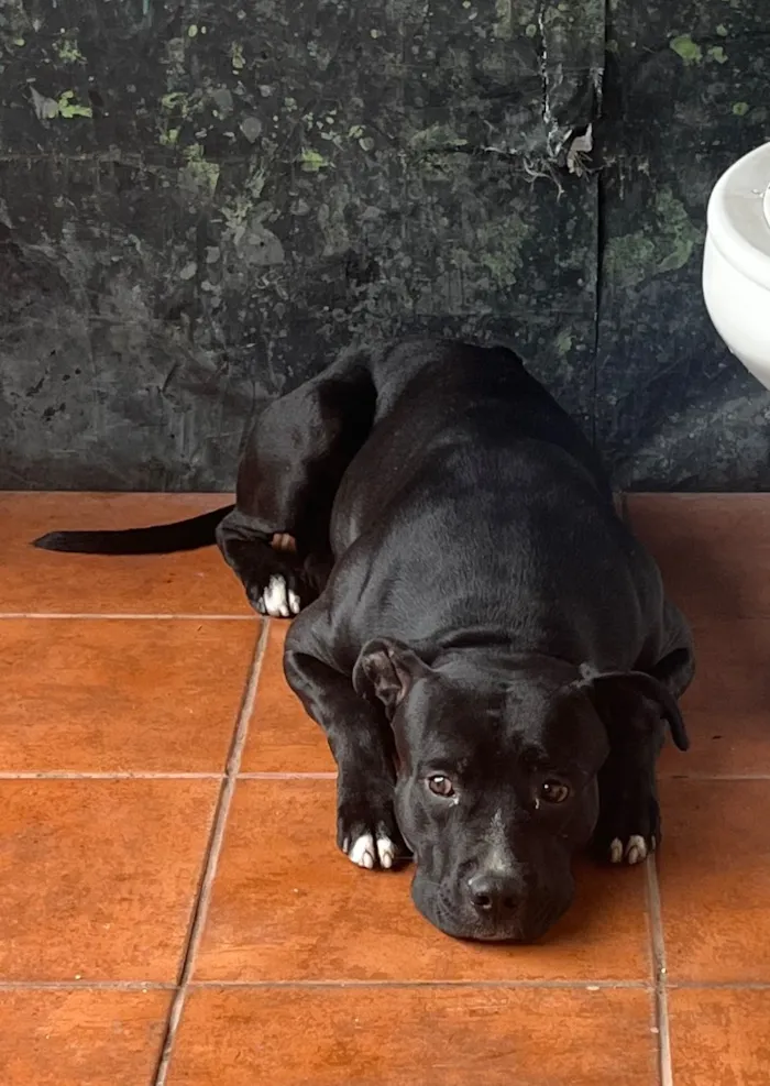 Cachorro raça Pit-Bull idade 4 anos nome Negão (apelido)