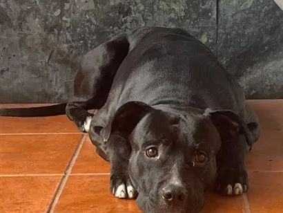 Cachorro raça Pit-Bull idade 4 anos nome Negão (apelido)