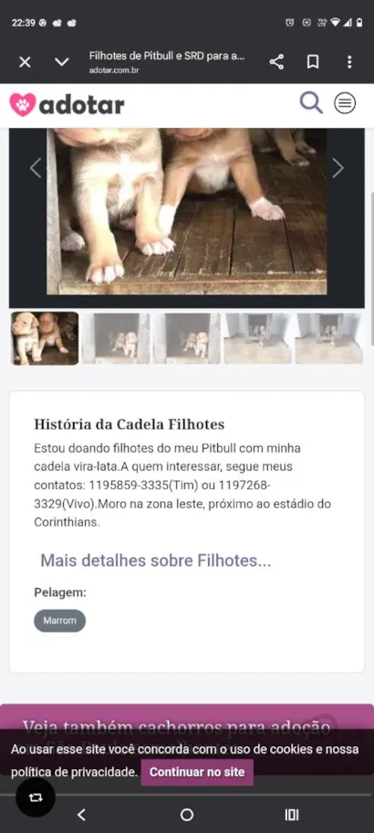 Cachorro raça Pit-Bull idade 2 a 6 meses nome Téo