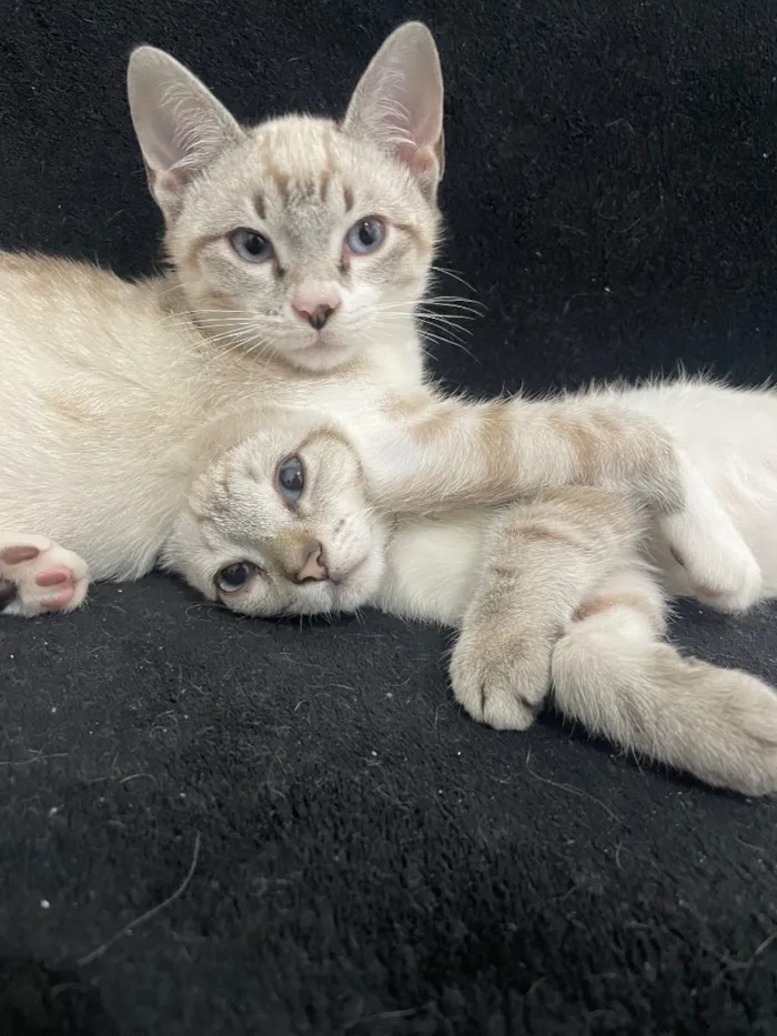 Gato raça SRD-ViraLata idade 7 a 11 meses nome Rick e Shane 