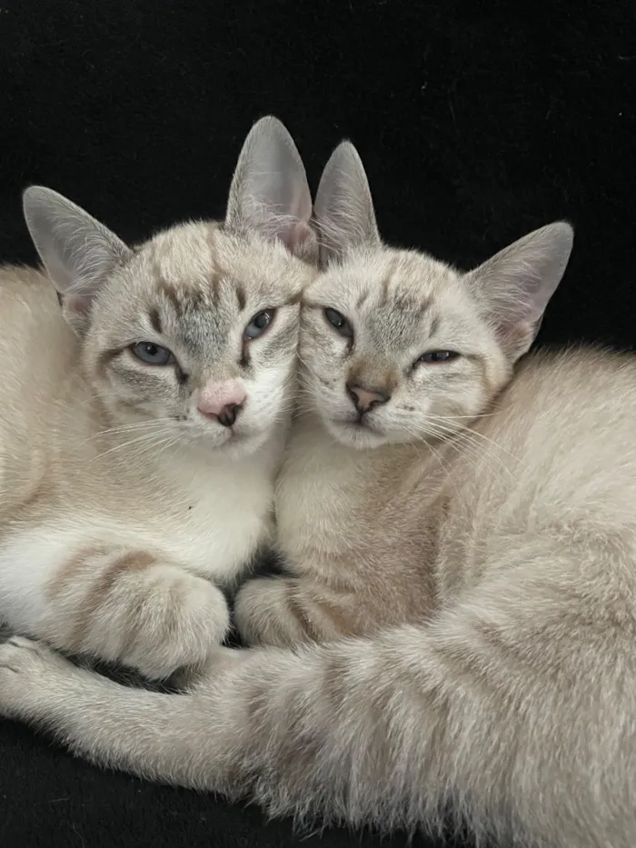 Gato raça SRD-ViraLata idade 7 a 11 meses nome Rick e Shane 